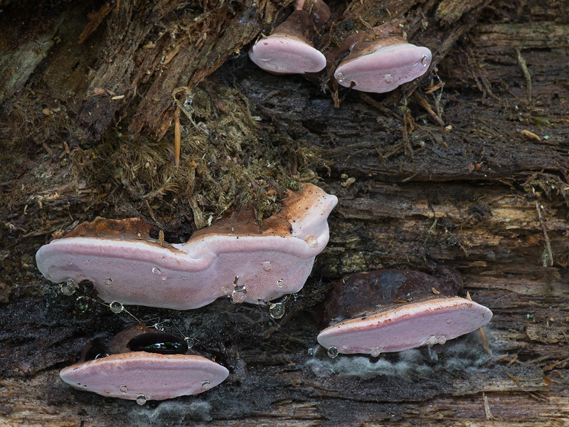 Fomitopsis rosea